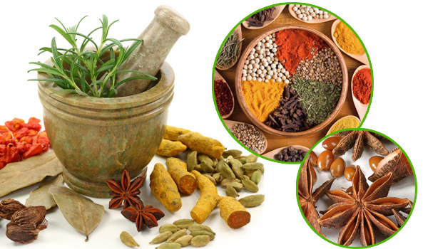Bài thuốc nam trị ho cho người lớn